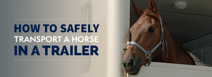 How to Safely Transport a Horse in a Trailer