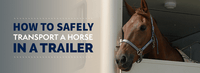 How to Safely Transport a Horse in a Trailer