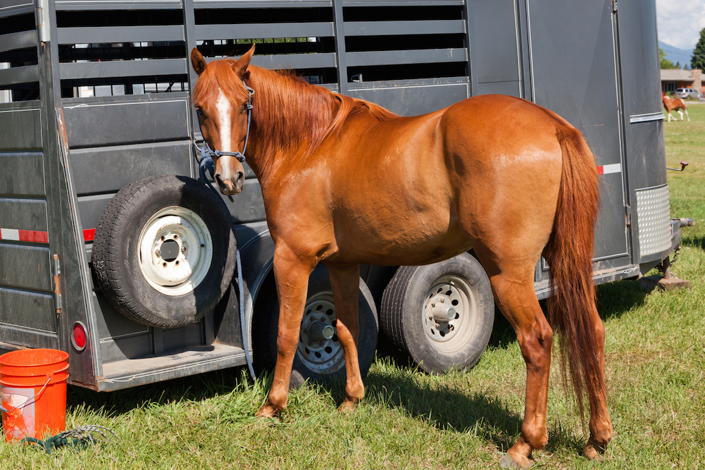 Make sure to check your trailer when transporting a horse in a towing rig